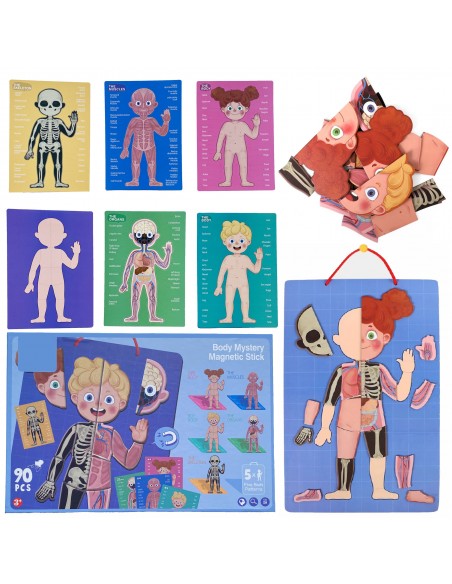 Magnetyczne puzzle ciało człowieka anatomia
