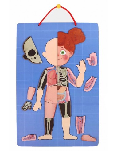 Magnetyczne puzzle ciało człowieka anatomia