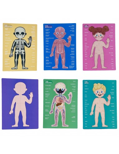 Magnetyczne puzzle ciało człowieka anatomia