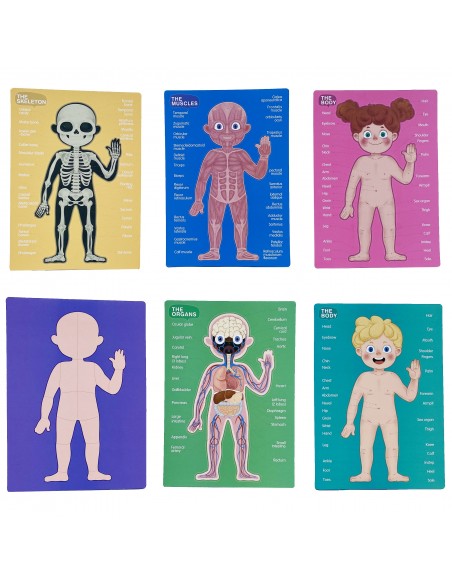 Magnetyczne puzzle ciało człowieka anatomia