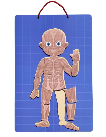 Magnetyczne puzzle ciało człowieka anatomia
