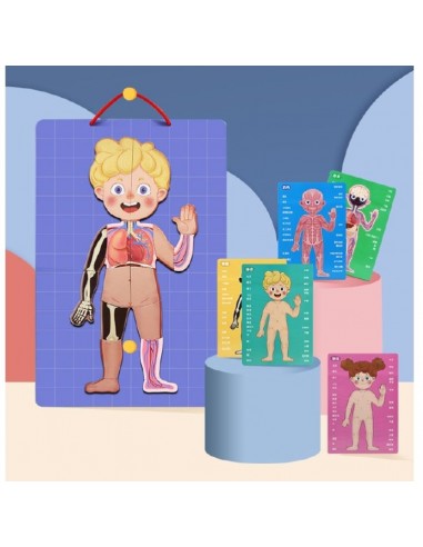 Magnetyczne puzzle ciało człowieka anatomia