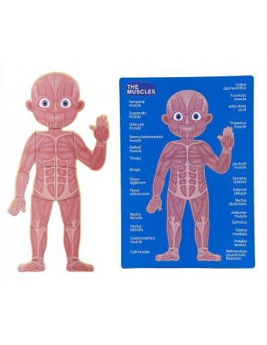 Magnetyczne puzzle ciało człowieka anatomia